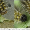 mel ornata larva4 volg2